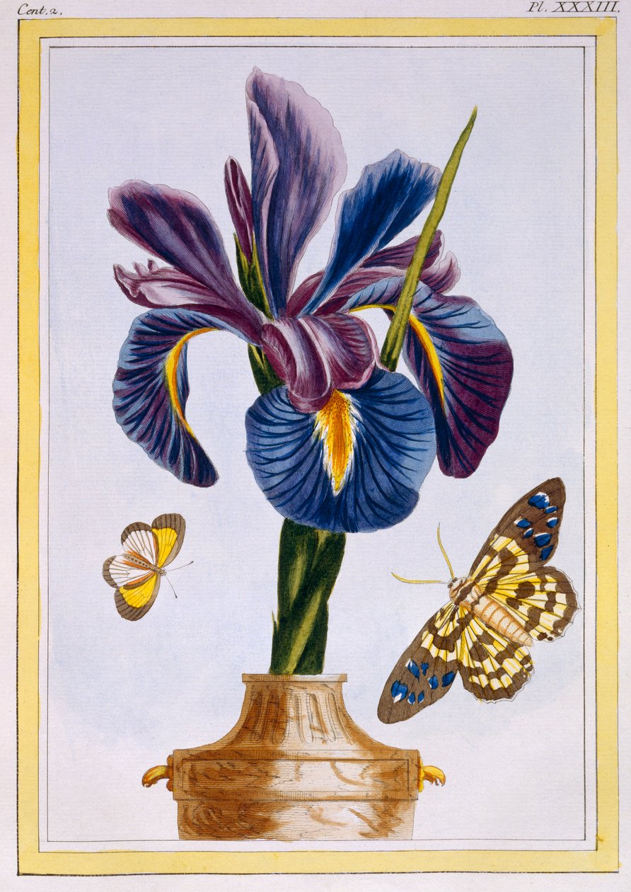 Iris comune con farfalle da Pierre Joseph Buchoz