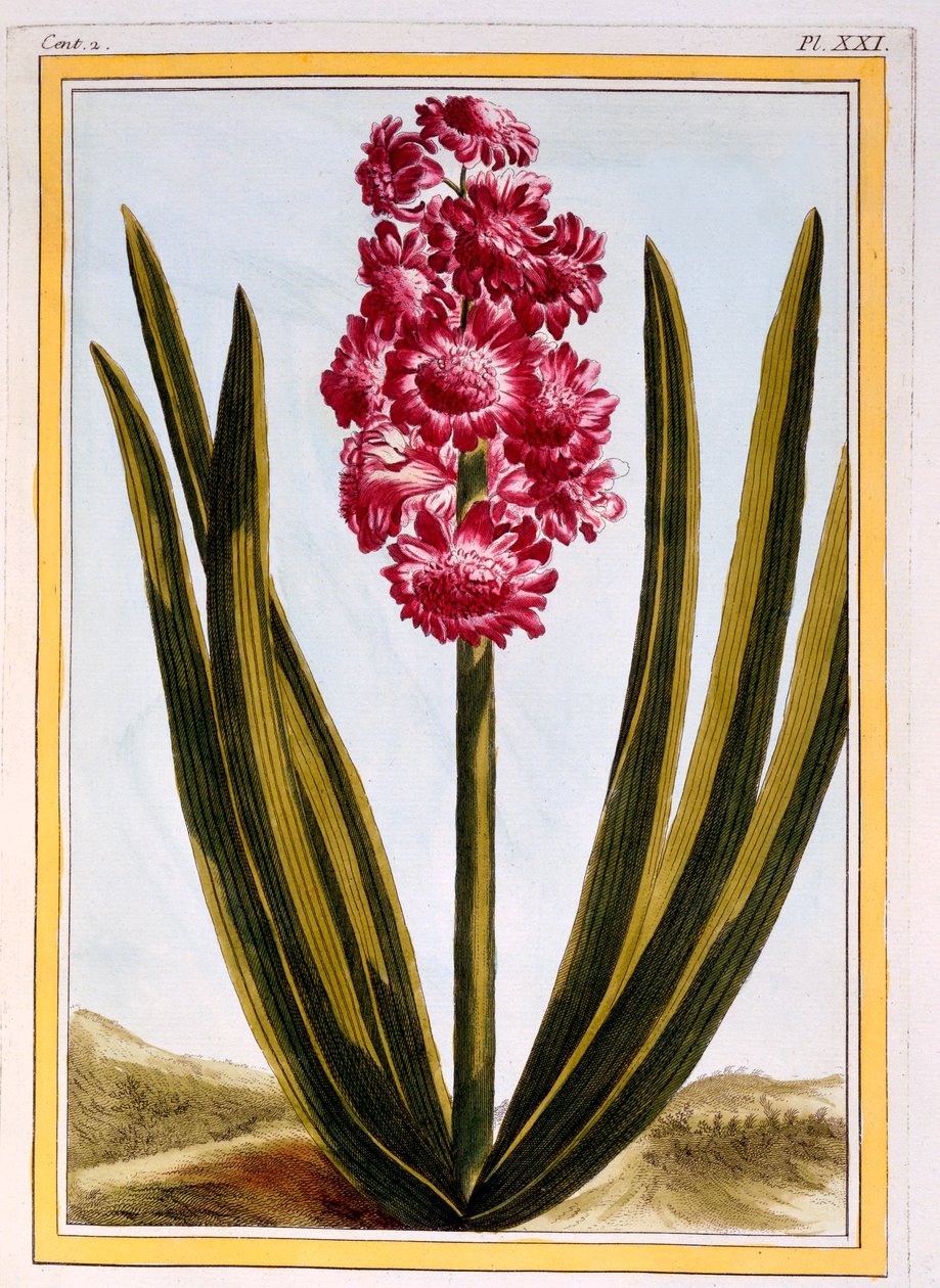 Rosso reale da Pierre Joseph Buchoz