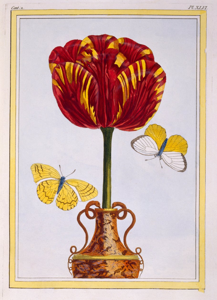 Tulipano 