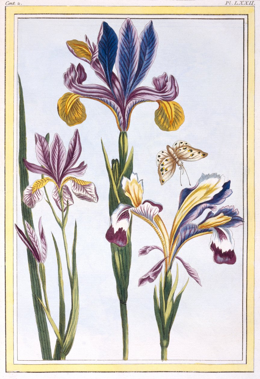 Iris variegato, c.1776 (incisione colorata a mano) da Pierre Joseph Buchoz