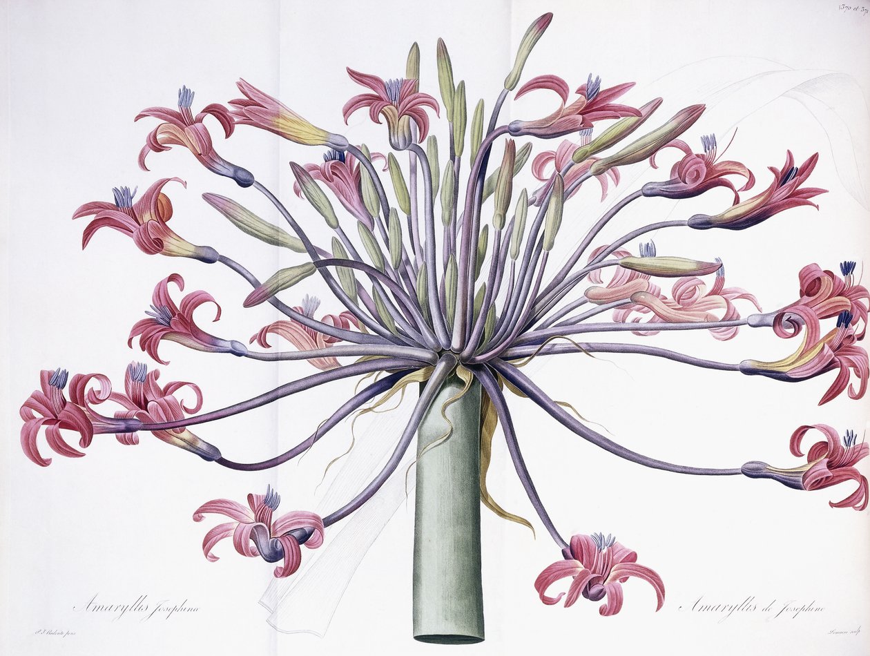 Amaryllis Josephina, 1802-1816 da Pierre Joseph Redouté