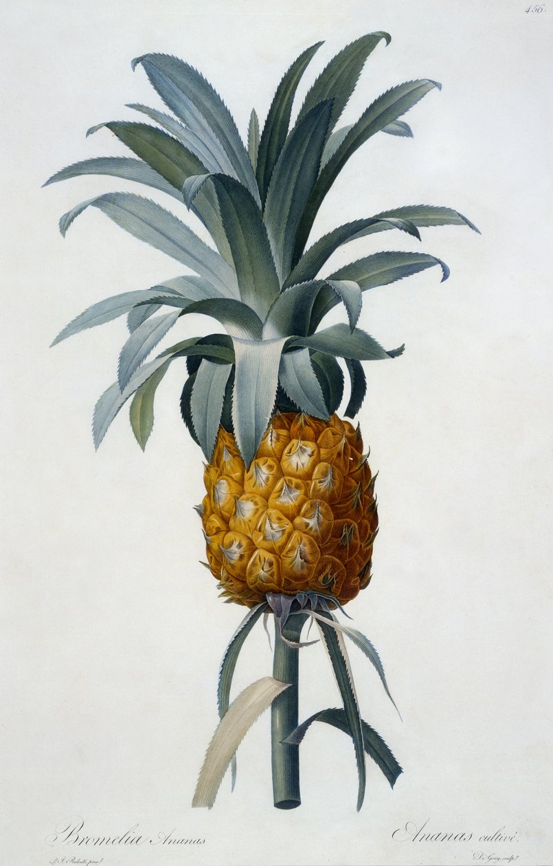 Bromelia Ananas da Pierre Joseph Redouté