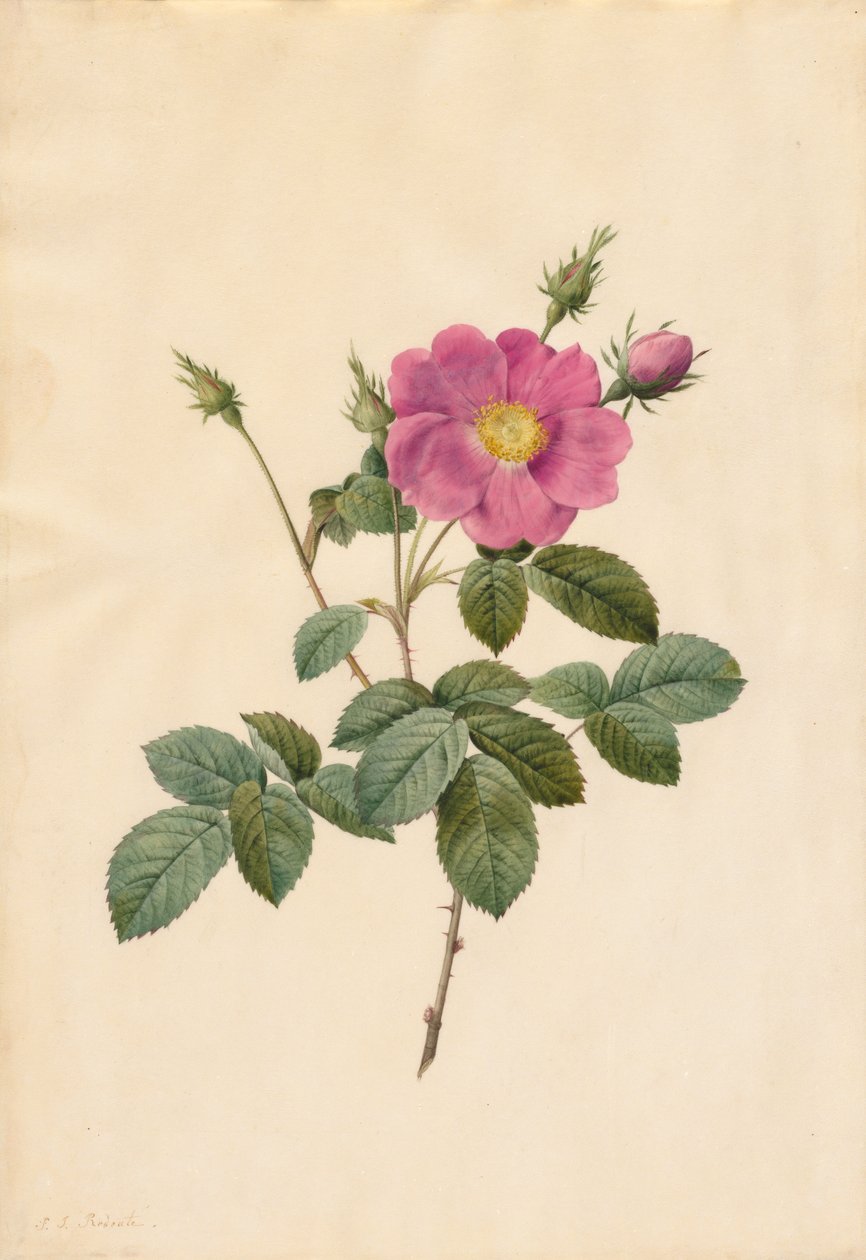 Rosa Centifolia (Rosa Centifolia Simplex) da Pierre Joseph Redouté