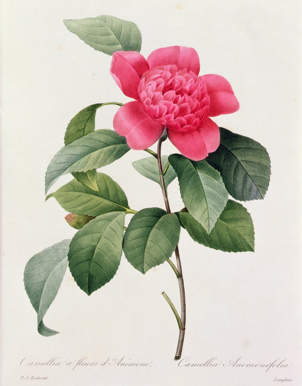 Camellia Anemonefolia da Pierre Joseph Redouté
