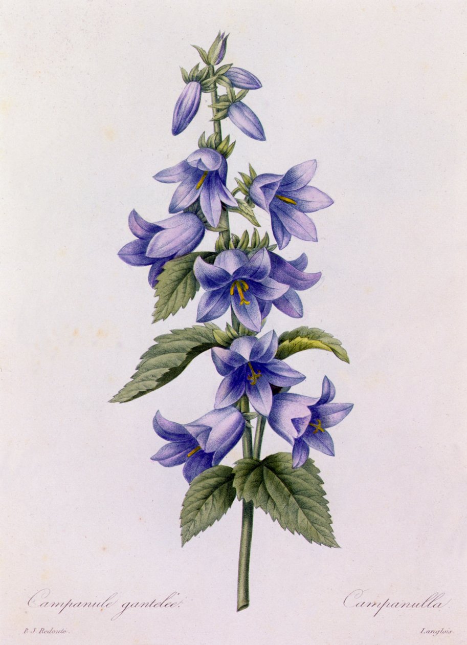 Campanula da Pierre Joseph Redouté