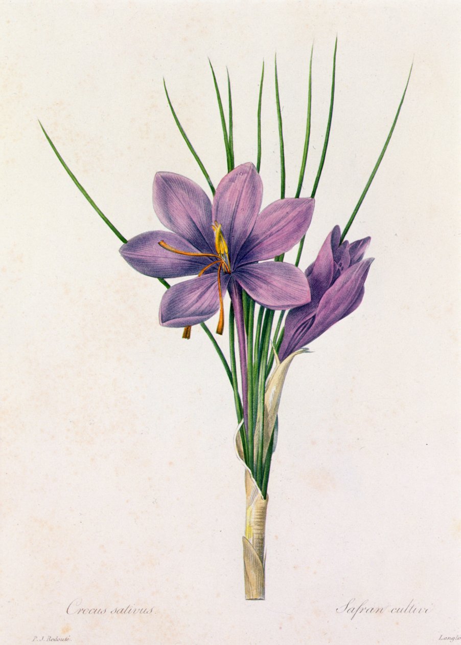 Crocus Sativus da Pierre Joseph Redouté