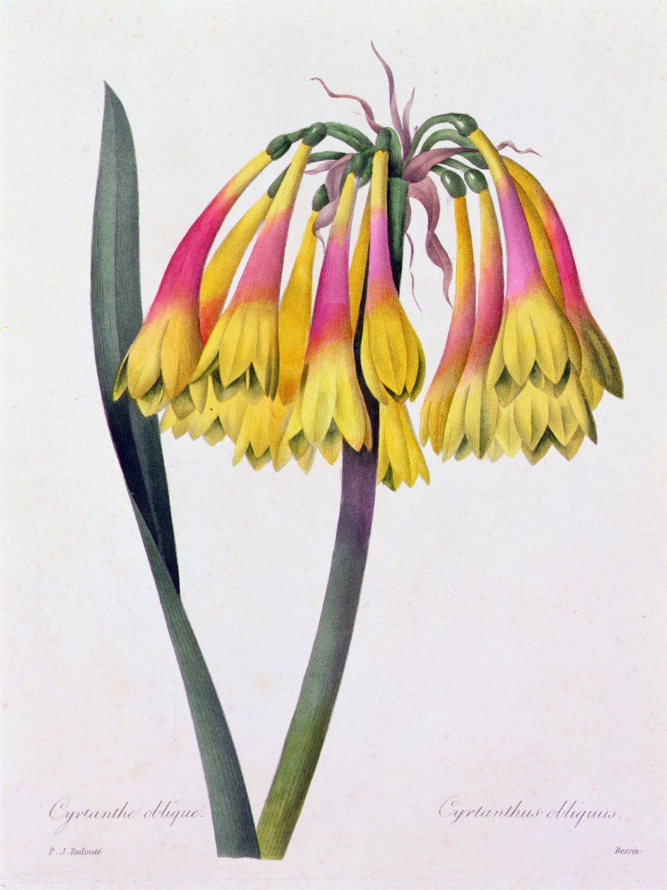 Cyrtanthus Obliquus da Pierre Joseph Redouté