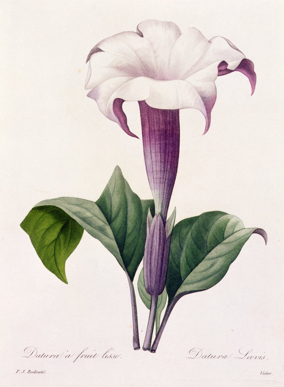 Datura Laevis da Pierre Joseph Redouté