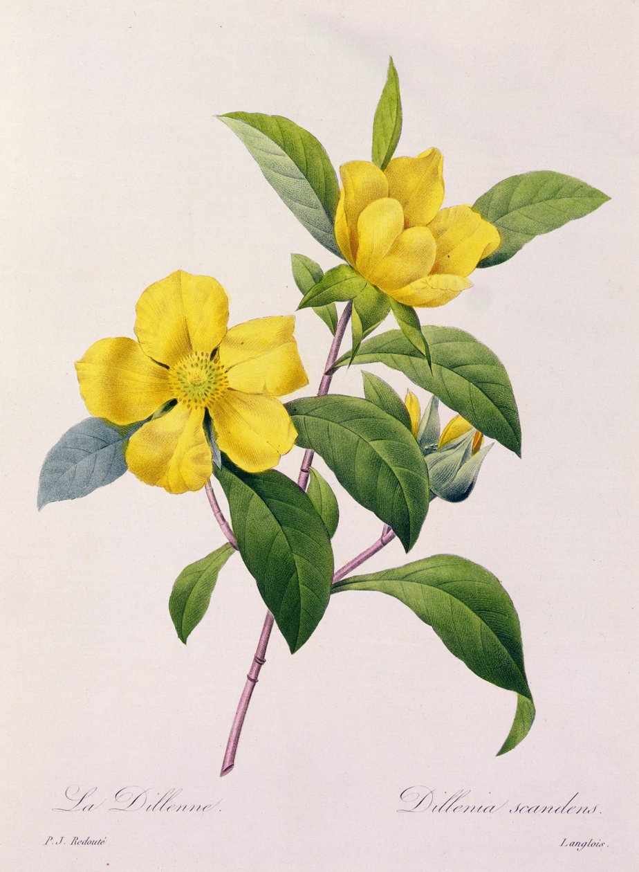 Dillenia Scandens da Pierre Joseph Redouté
