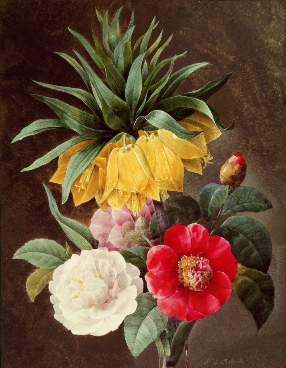 Fiori esotici da Pierre Joseph Redouté