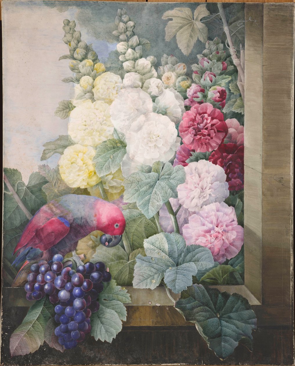 Malvarosa, uva e un pappagallo, 1836 da Pierre Joseph Redouté