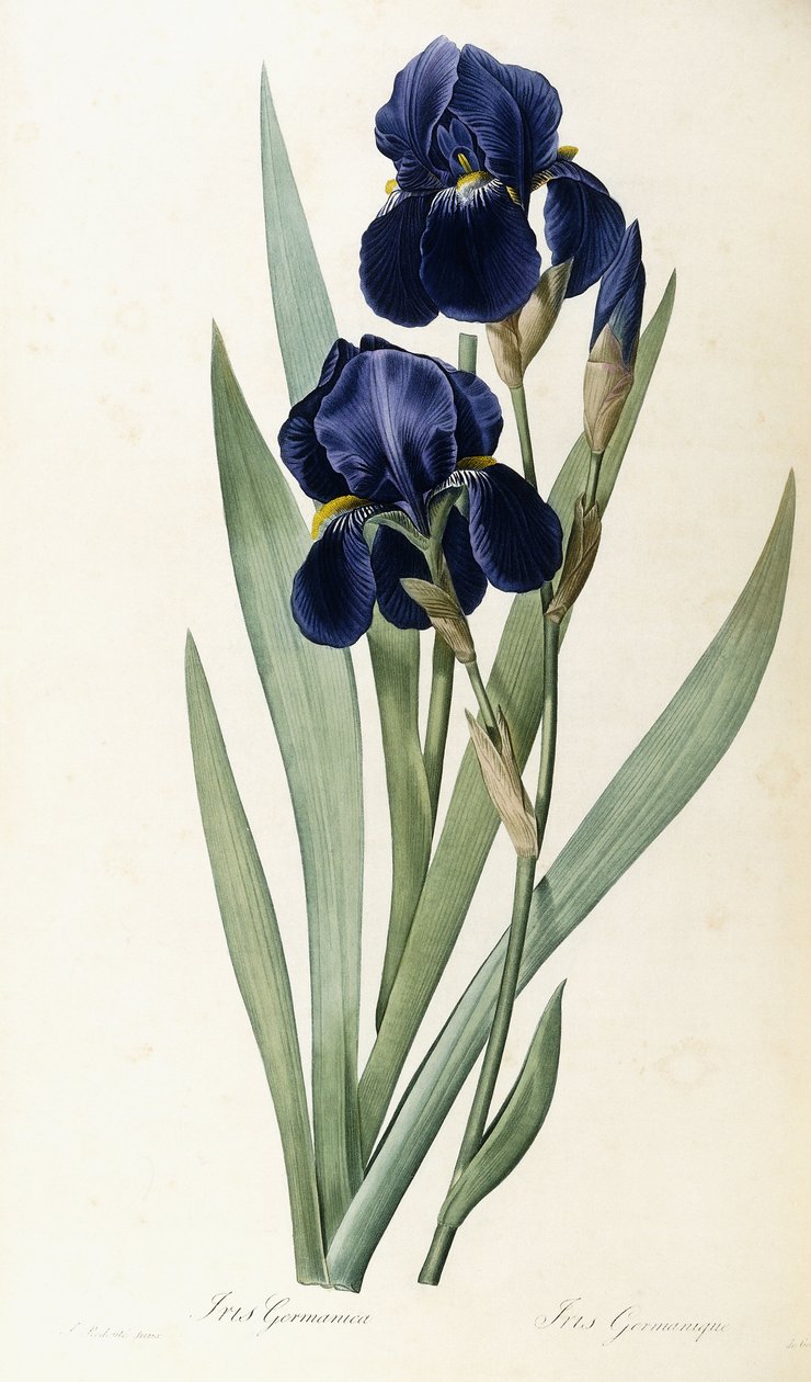Iris germanica da Pierre Joseph Redouté