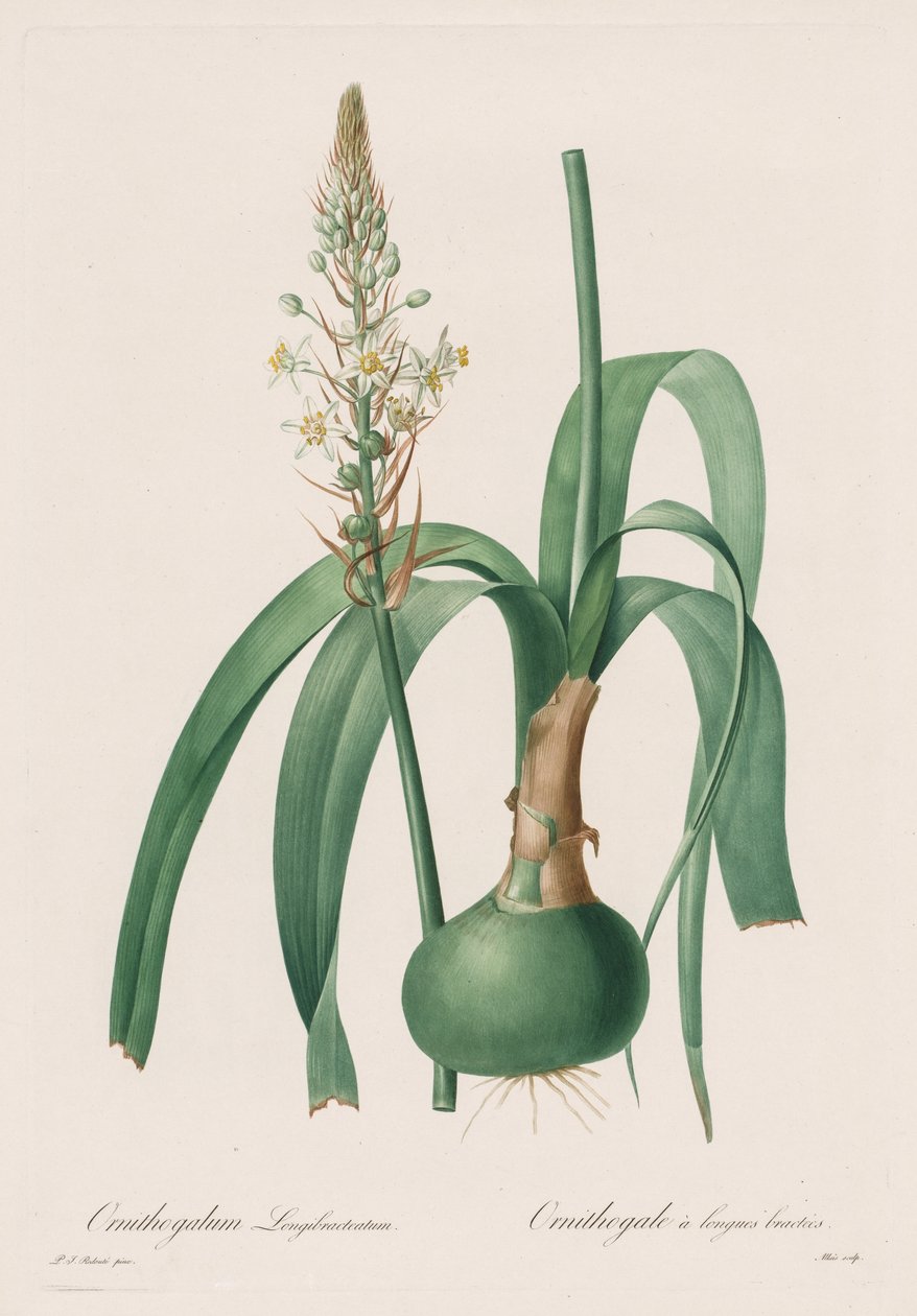 Les Liliacées: Ornithogalum longibracteatum da Pierre Joseph Redouté