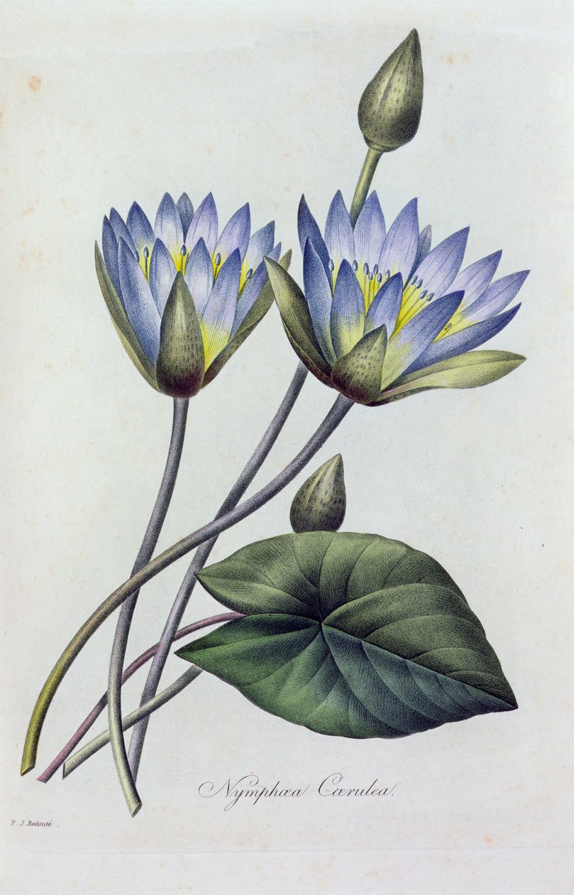 Nymphea caerulea da Pierre Joseph Redouté