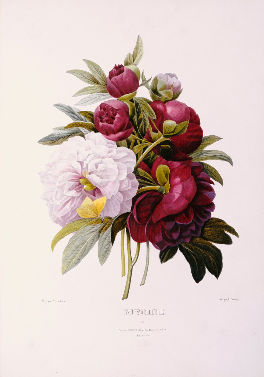 Peonie, inciso da Prevost da Pierre Joseph Redouté