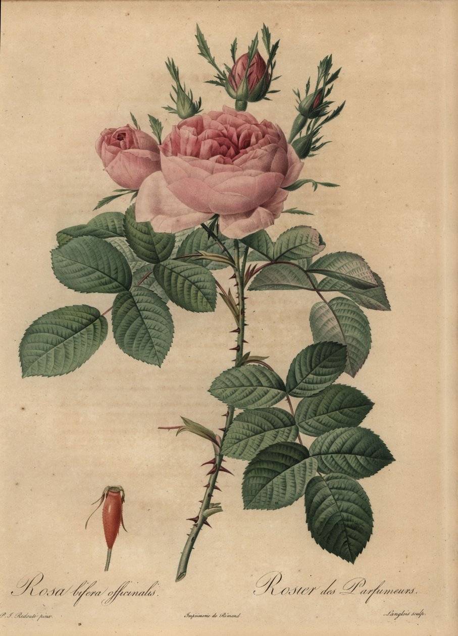 Rosa ibrida rosa, Rosa bifera da Pierre Joseph Redouté