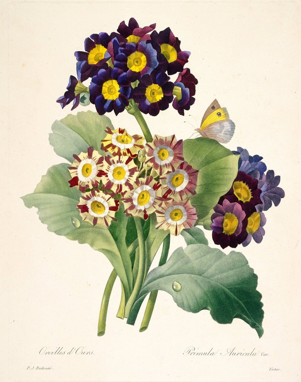 Primula auricula Primule, 1827 da Pierre Joseph Redouté