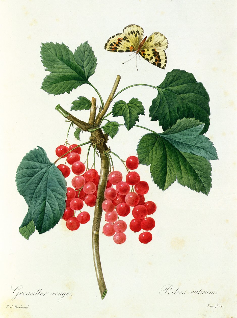 Ribes rosso, pubblicato da Langois (stampa) da Pierre Joseph Redouté
