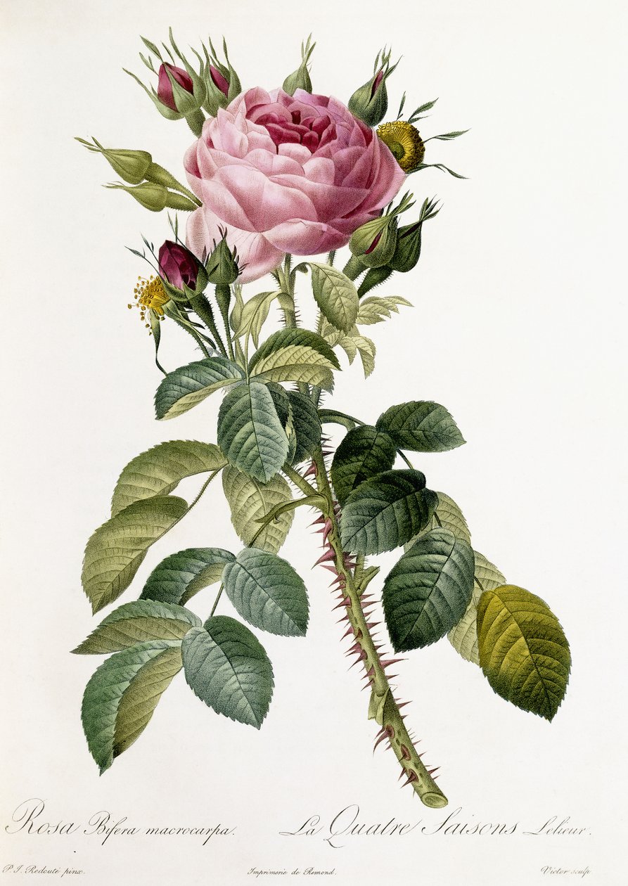Rosa Bifera macrocarpa da Pierre Joseph Redouté