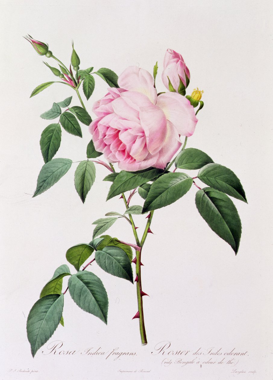 Rosa Indica Fragans da Pierre Joseph Redouté