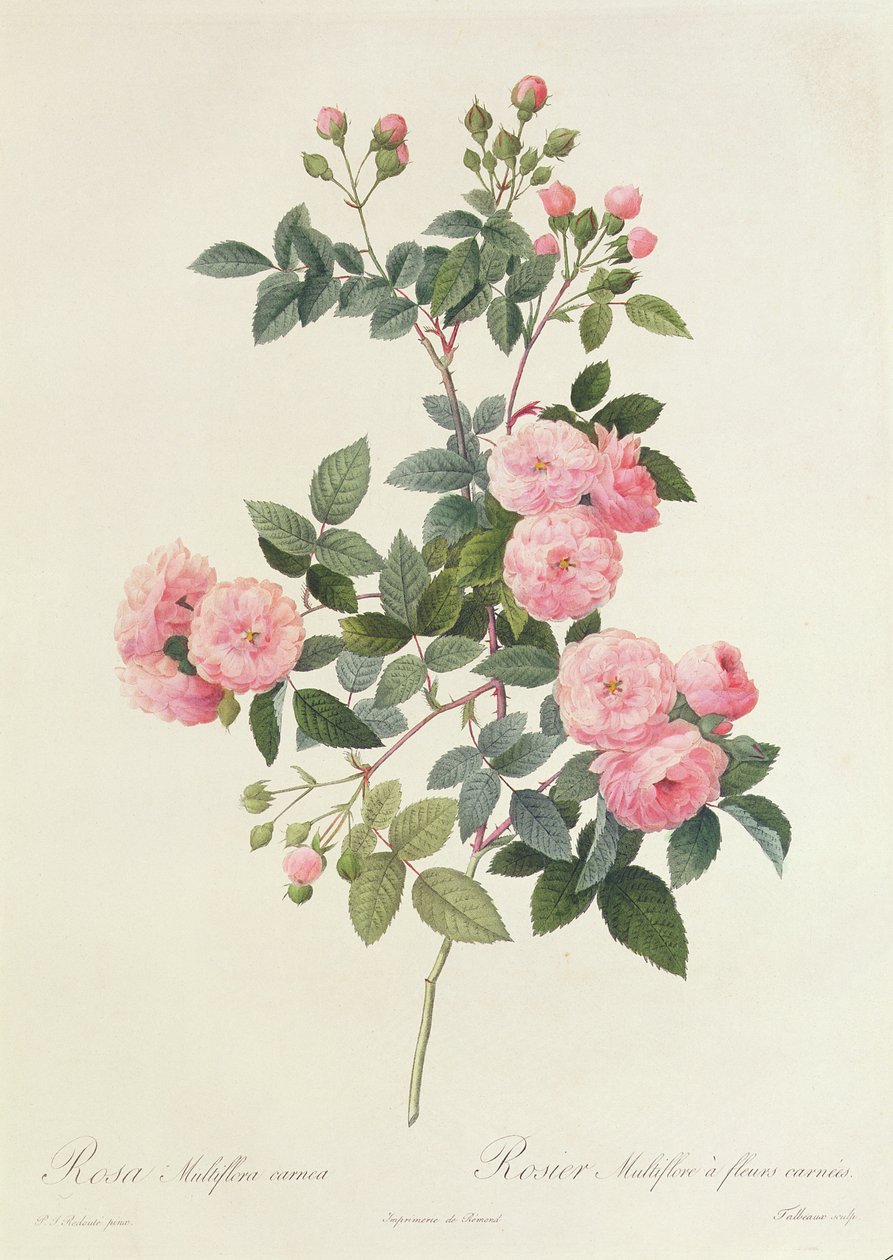 Rosa Multiflora Carnea da Pierre Joseph Redouté