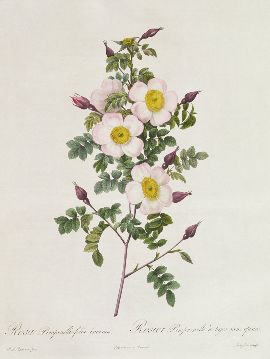Rosa Pimpinelli-Folia Inermis da Pierre Joseph Redouté