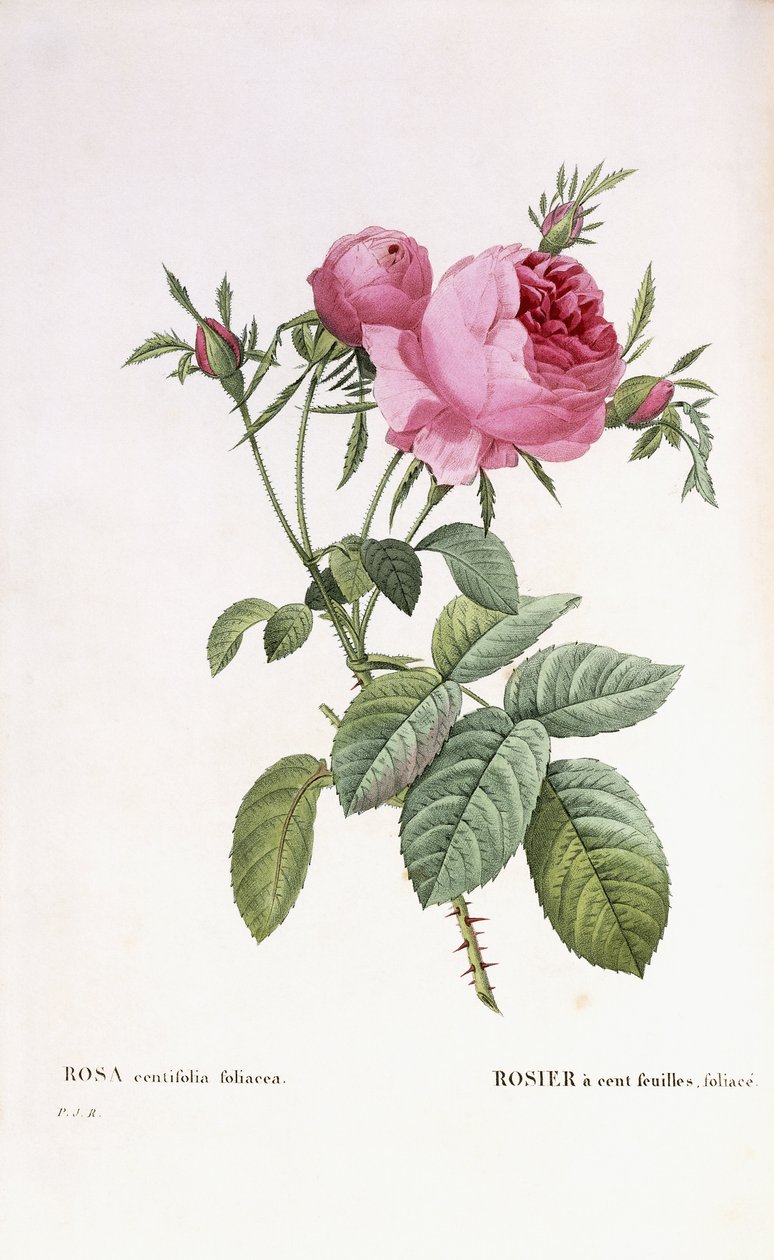 Rosa centifolia foliacea da Pierre Joseph Redouté