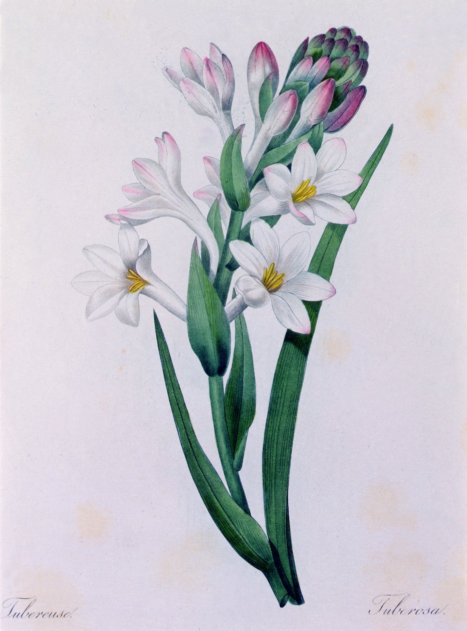 Tuberosa da Pierre Joseph Redouté