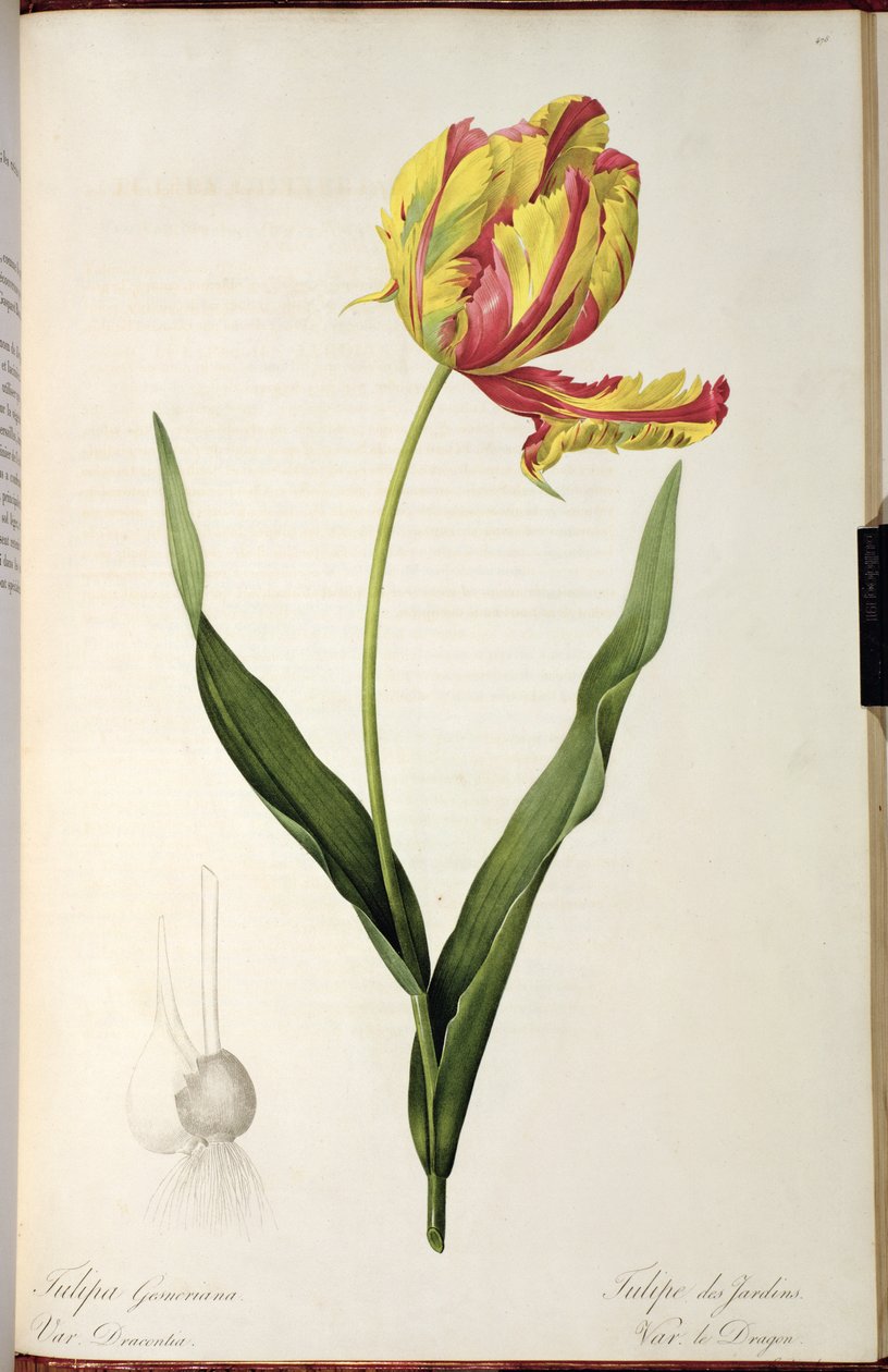 Tulipa gesneriana dracontia, da 