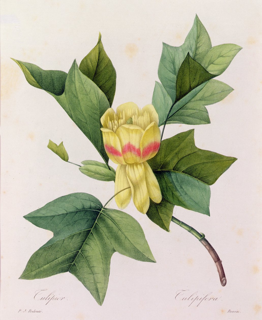 Tulipifera da Pierre Joseph Redouté