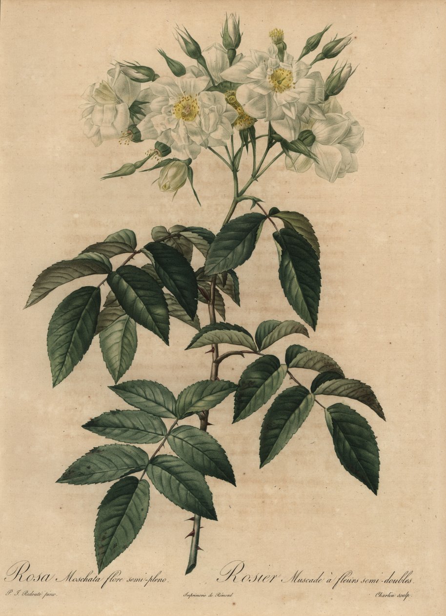 Rosa muschiata bianca, Rosa moschata da Pierre Joseph Redouté