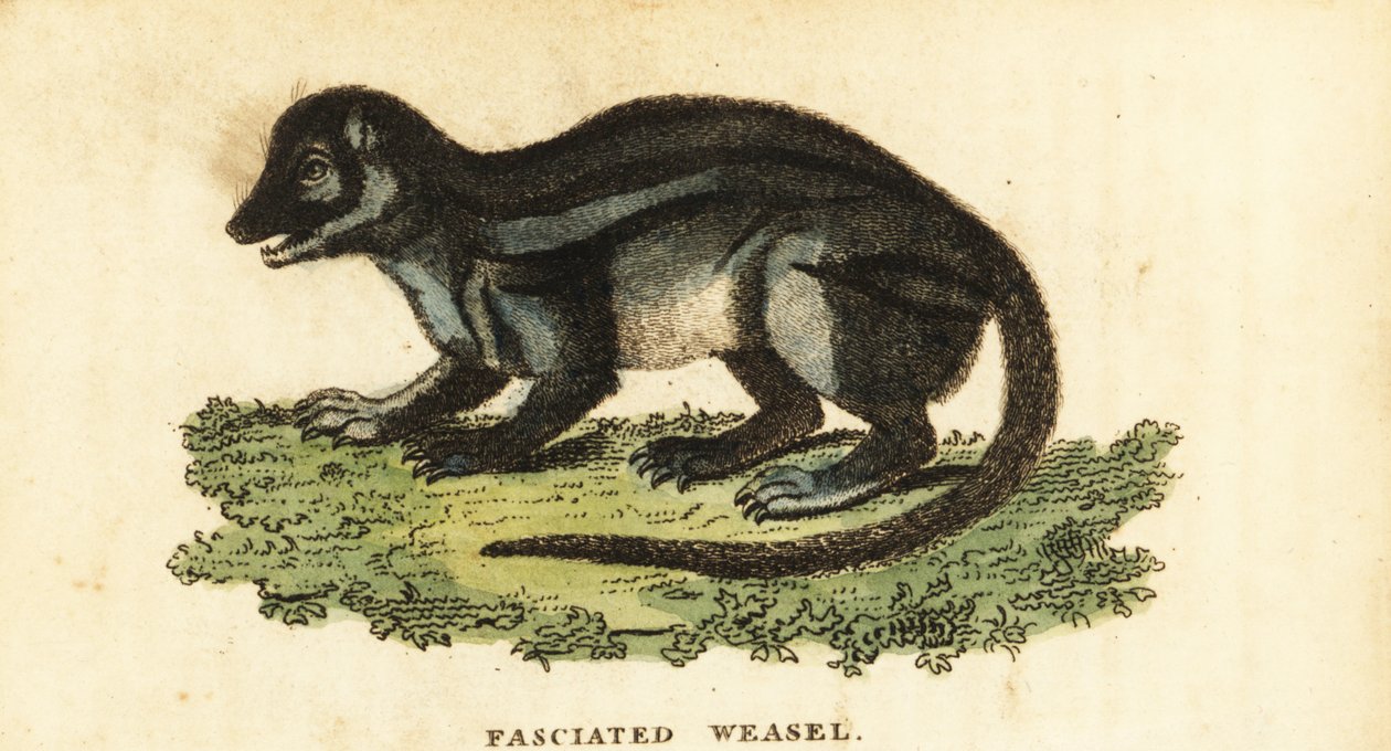 Mangusta malgascia a strisce larghe, Galidictis fasciata (incisione) da Pierre Sonnerat