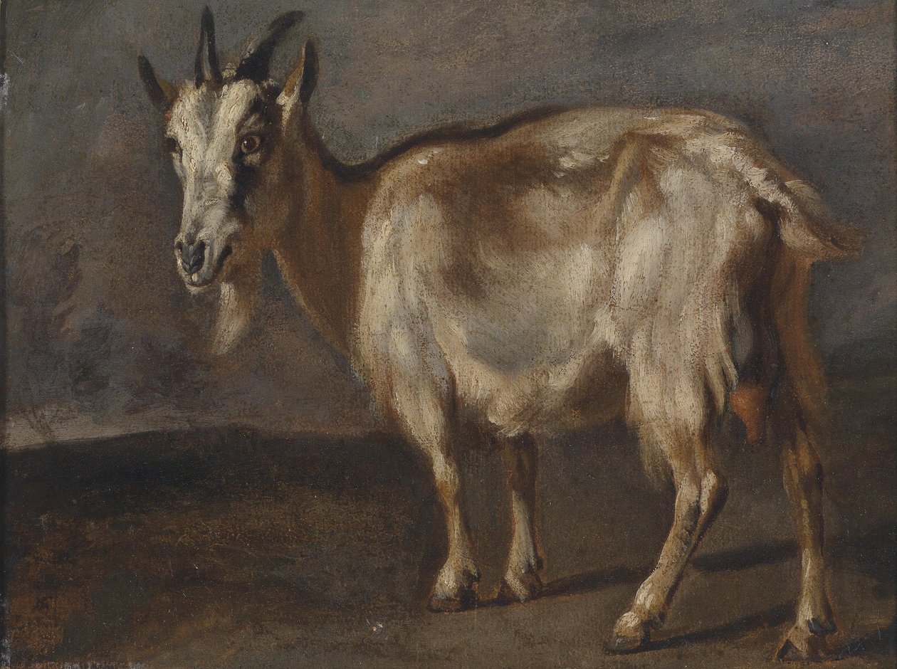 Studio di una capra da Pieter or Peter Boel