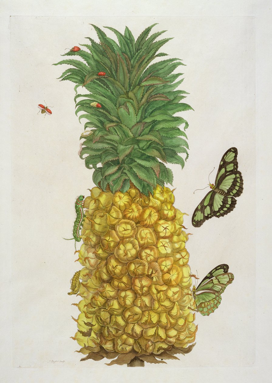 Ananas con bruco e farfalle da Pieter Sluiter or Sluyter