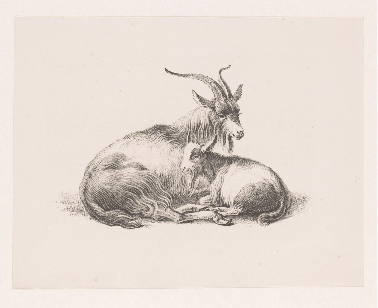 Capra e un capretto da Pieter Bartholomeusz. Barbiers