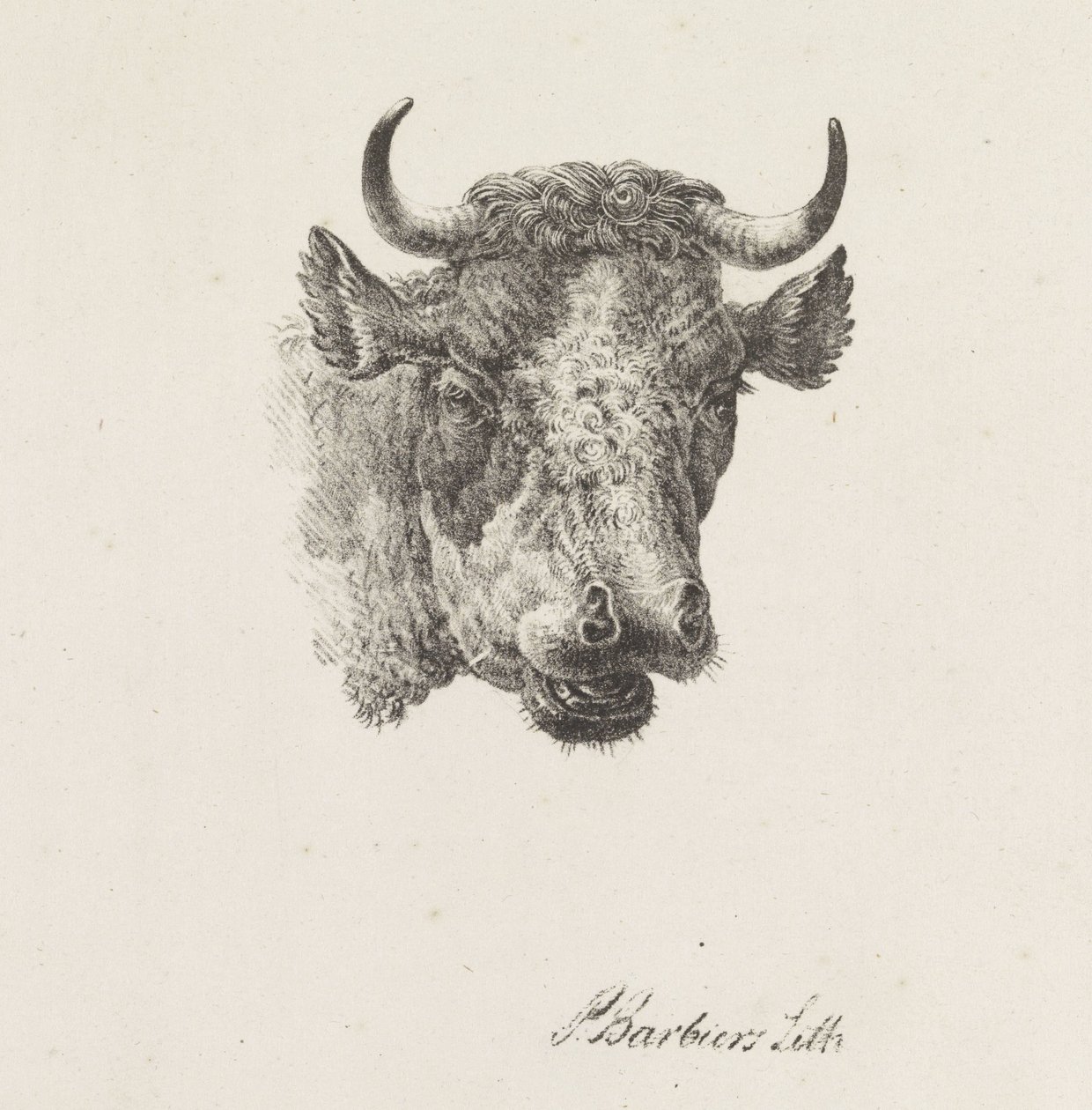 Testa di toro da Pieter Bartholomeusz. Barbiers