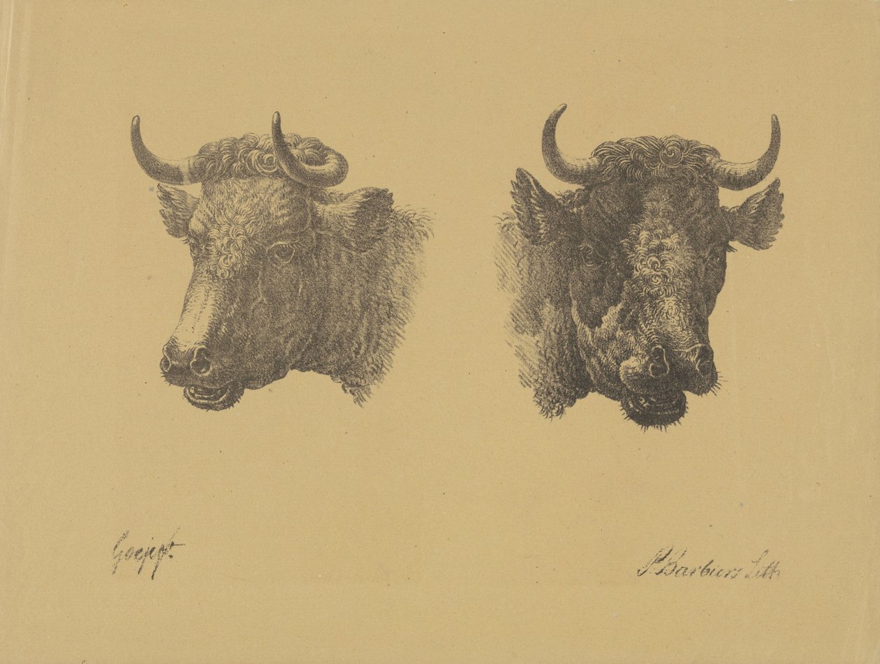Due teste di toro da Pieter Bartholomeusz. Barbiers