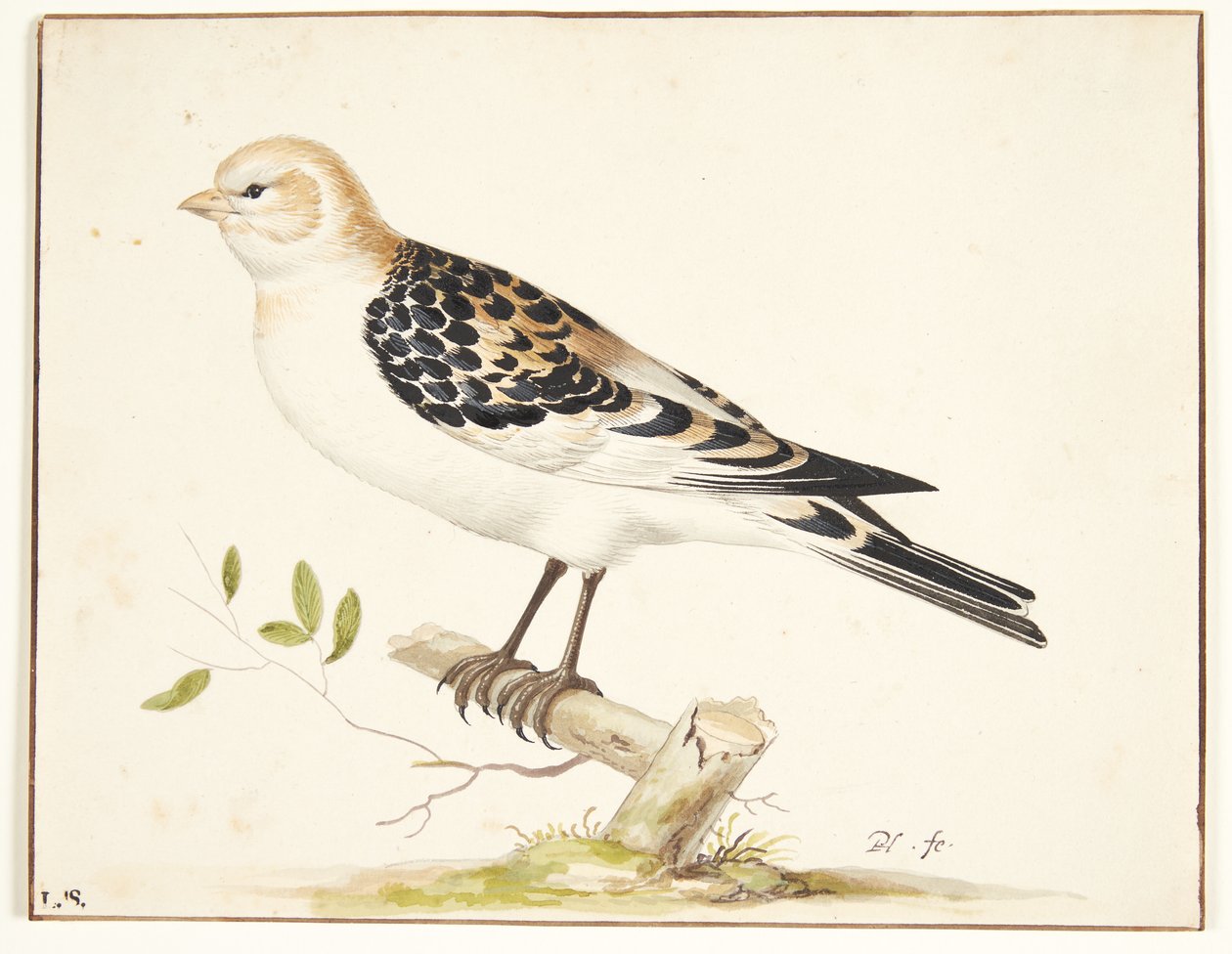 Un passero della neve (plectrophenax nivalis) da Pieter Holsteijn