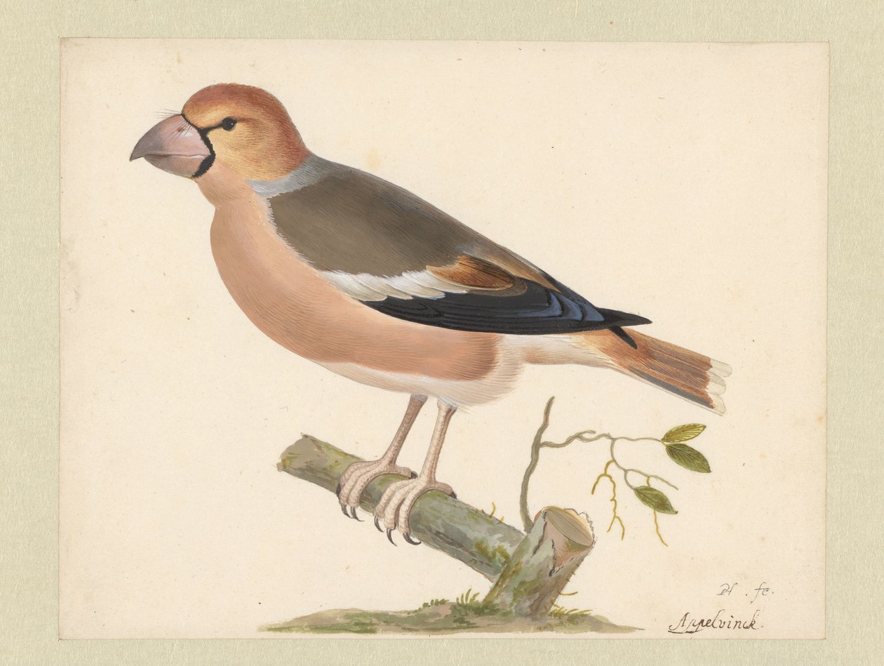 Frosone da Pieter Holsteyn (I)