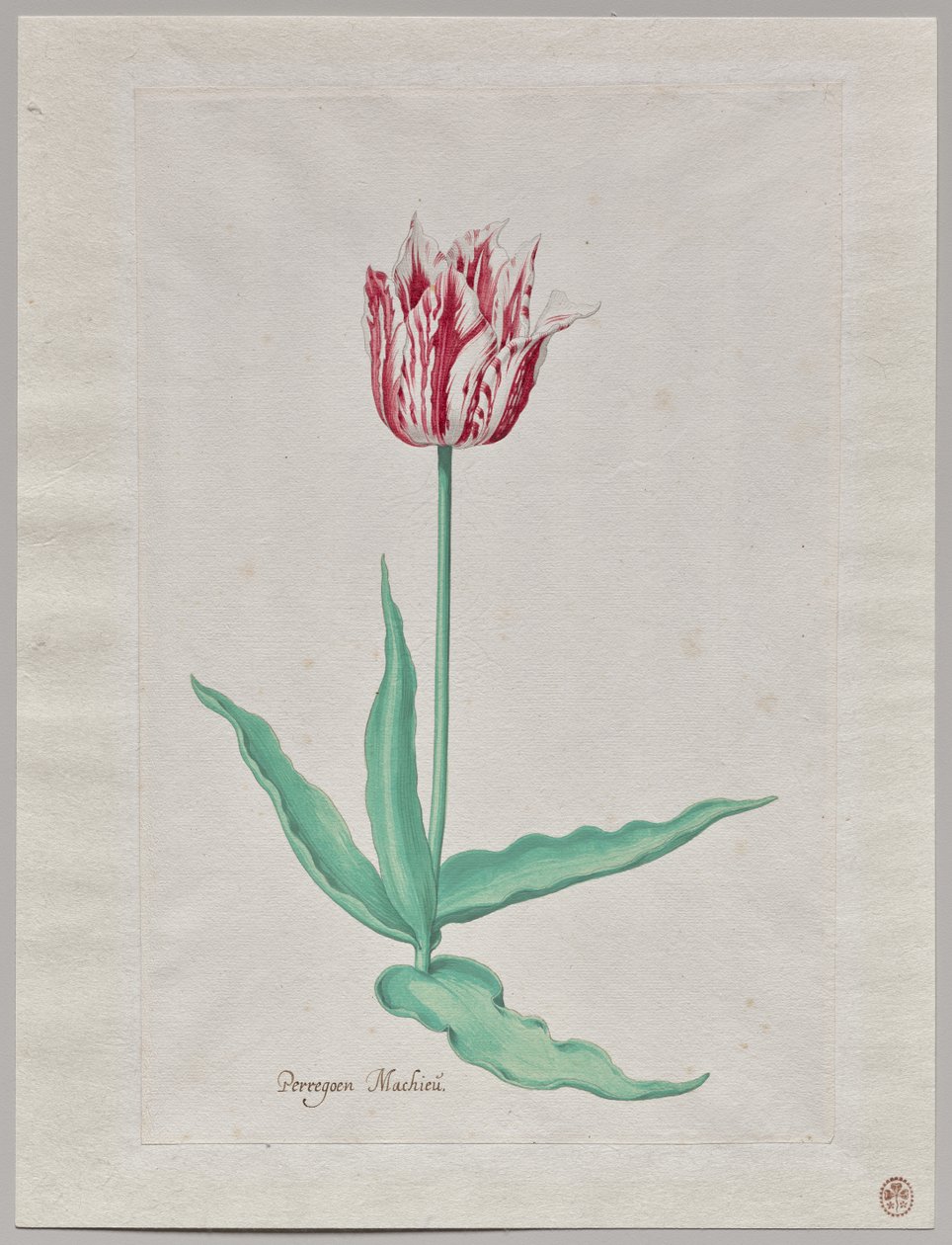 Studio di un tulipano (Perregoen Machieu) da Pieter Holsteyn II