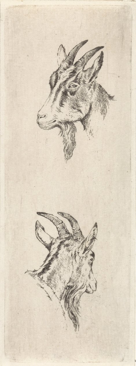 Testa di capra da Pieter Janson