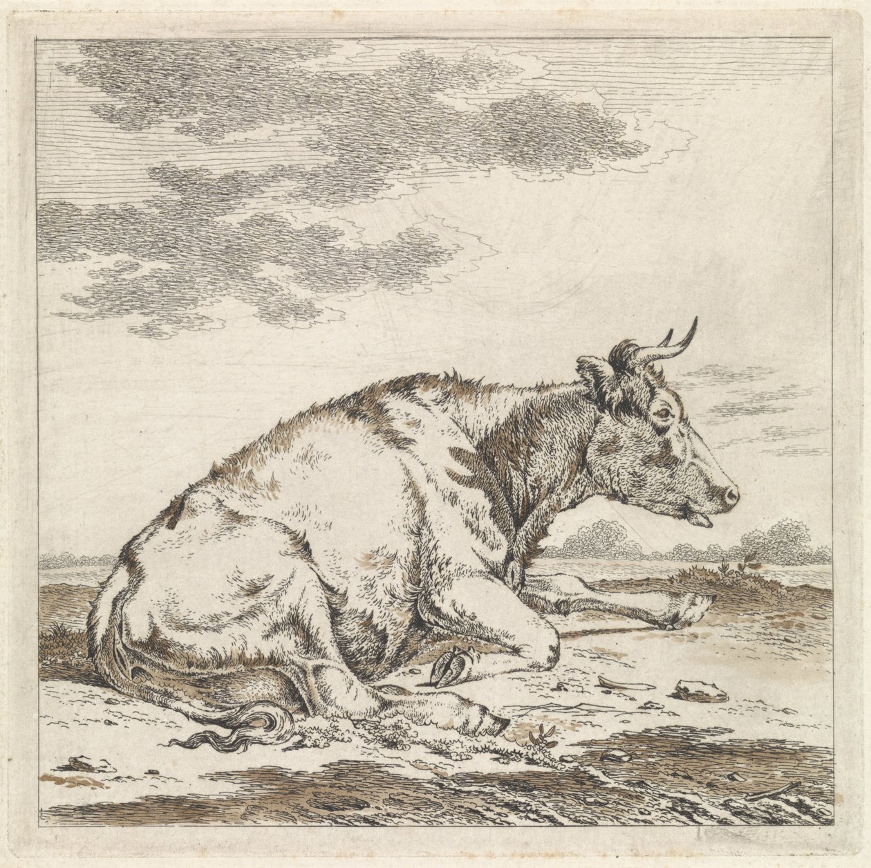 Mucca sdraiata, verso destra da Pieter Janson
