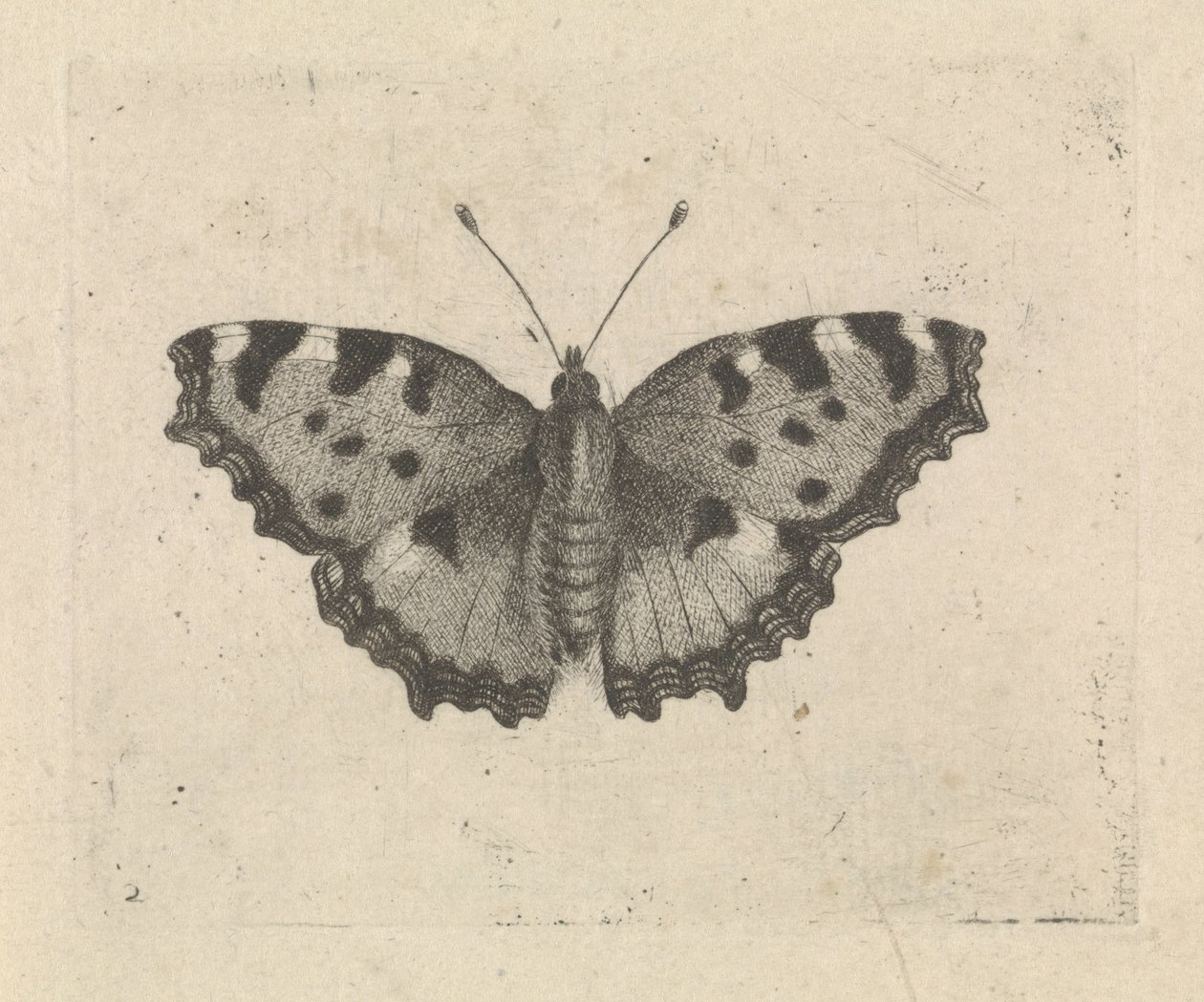 Farfalla da Pieter Lyonet