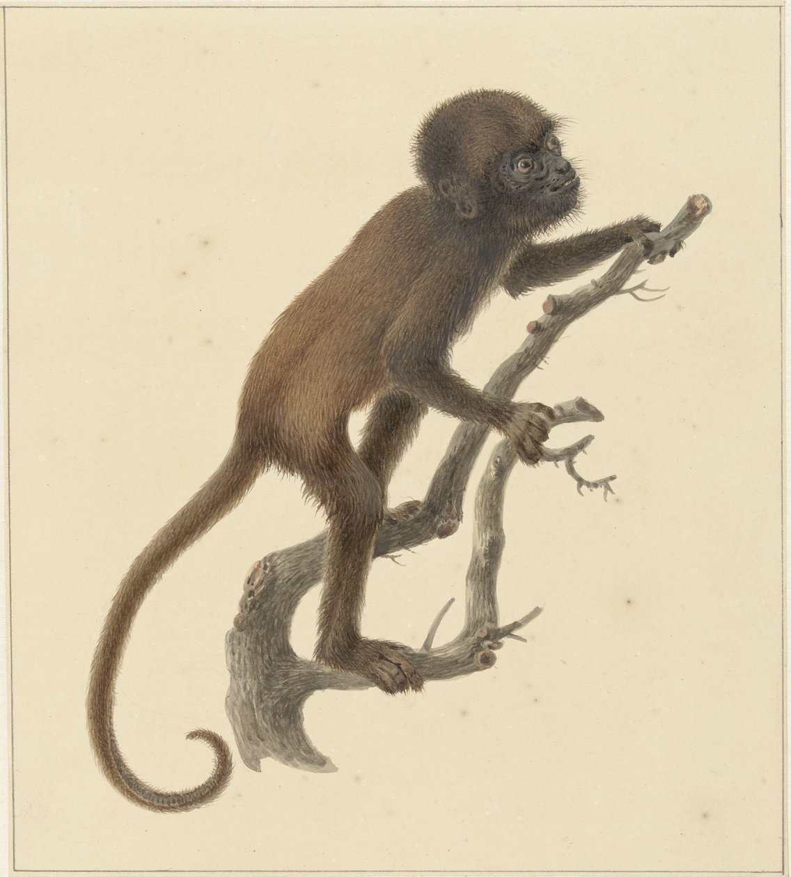 Scimmietta da Pieter Pietersz. Barbiers