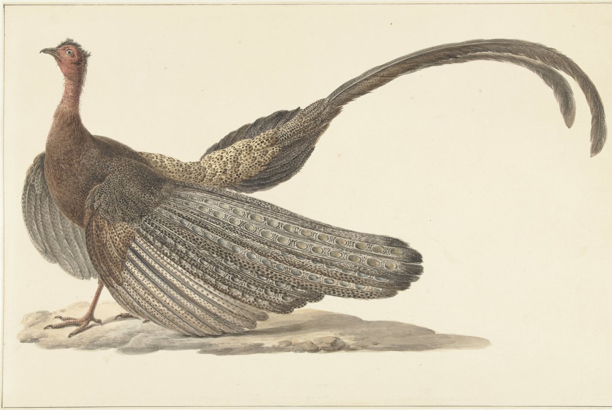 Fagiano Argus da Pieter Pietersz. Barbiers