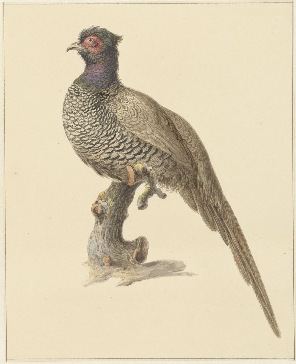 Fagiano da caccia da Pieter Pietersz. Barbiers