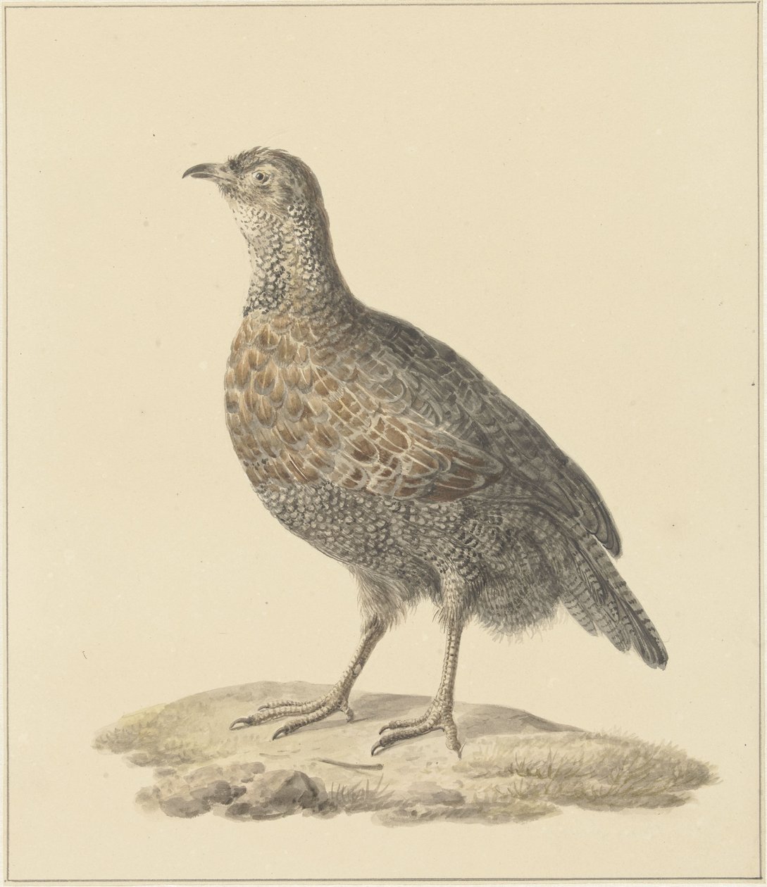 Pernice (?) da Pieter Pietersz. Barbiers
