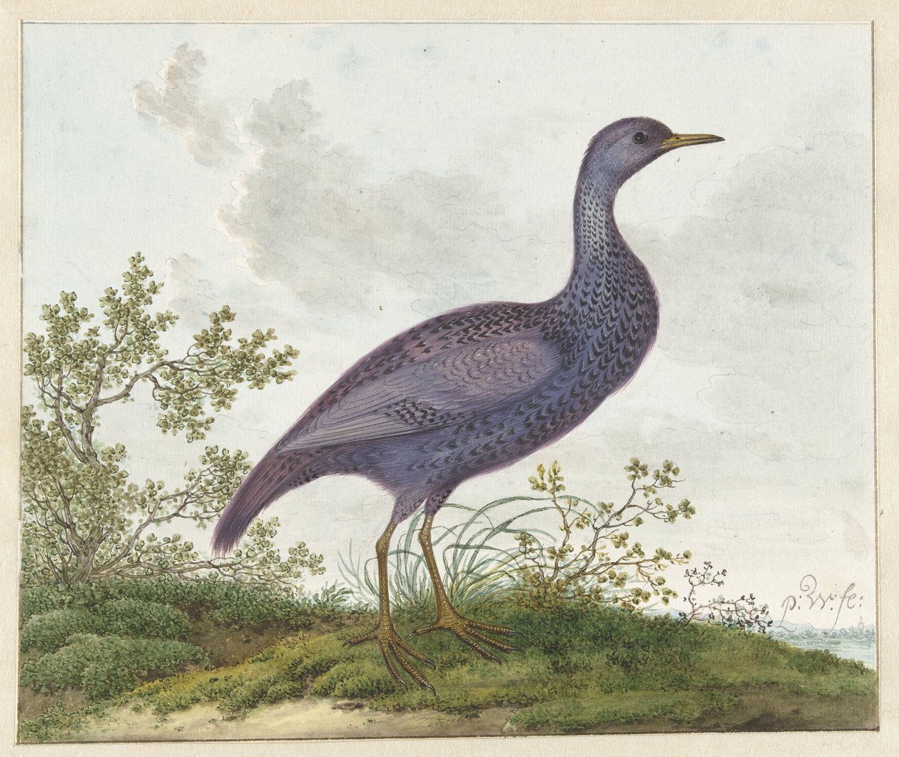 Porzana porzana? da Pieter Withoos