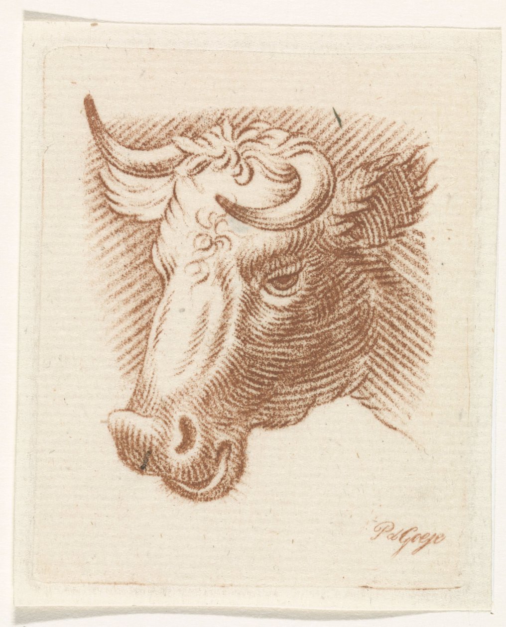 Testa di toro da Pieter de Goeje