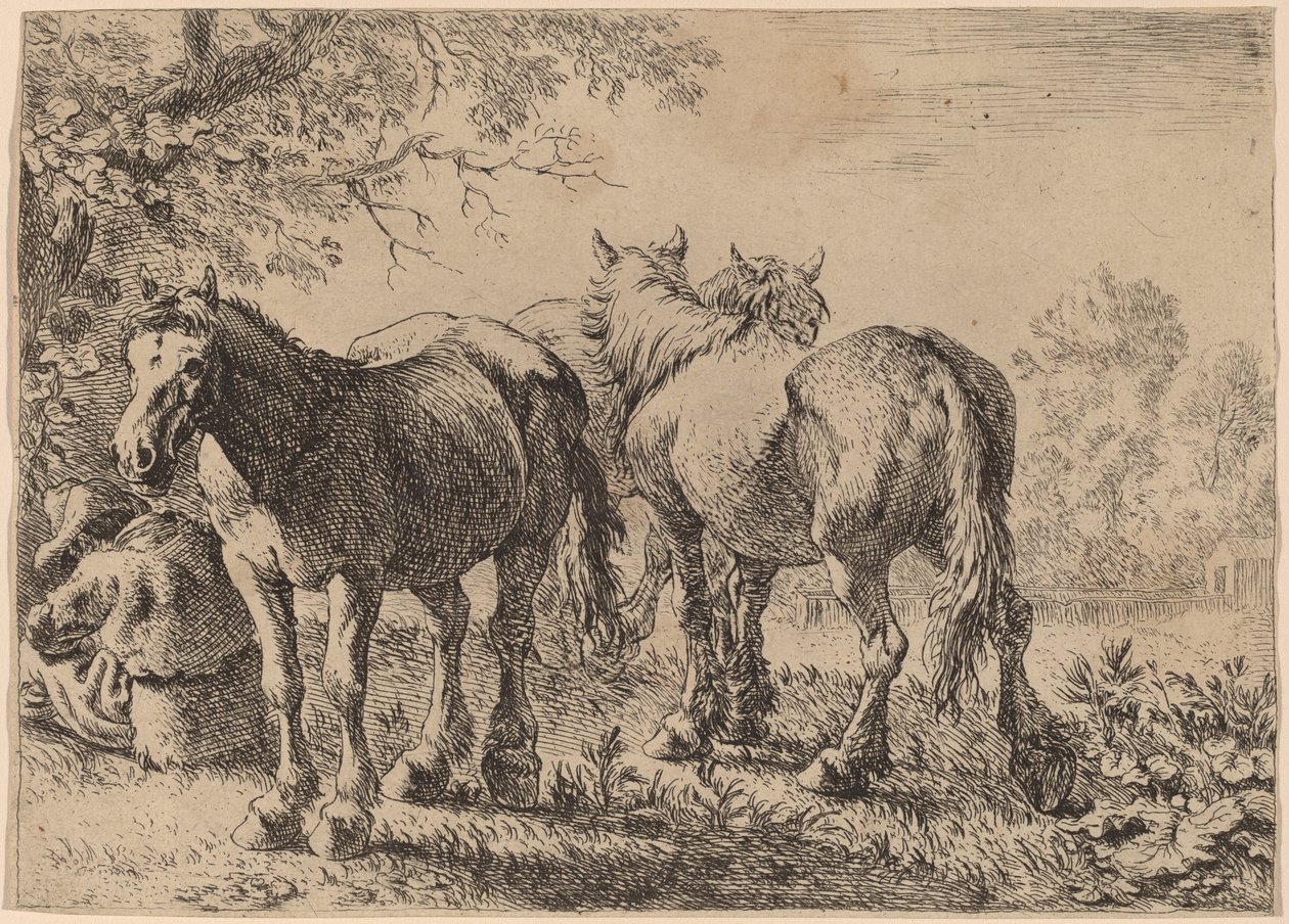 Tre cavalli in un campo da Pieter van Laer